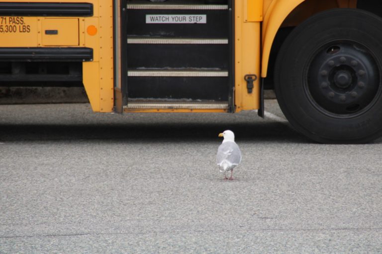 school zones